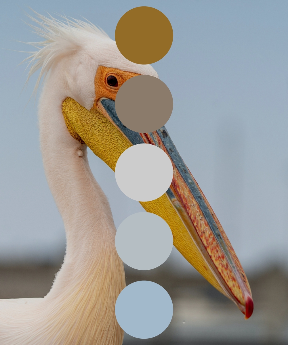 Get color palette inspiration from nature