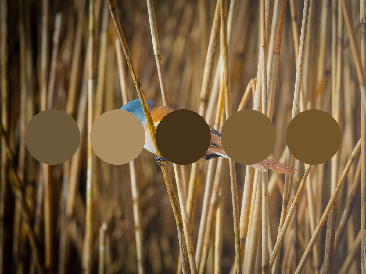 Get color palette inspiration from nature